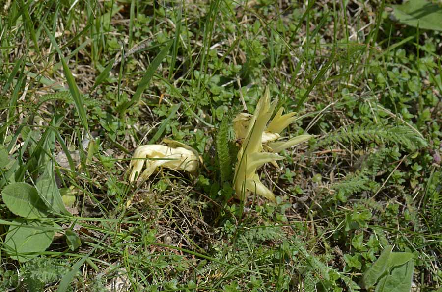 Pianta parassita?   Da id.